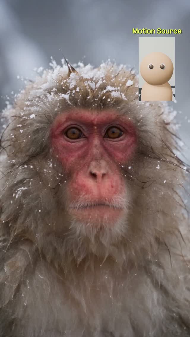 Macaque Maintains Eye Contact with a Moving Camera