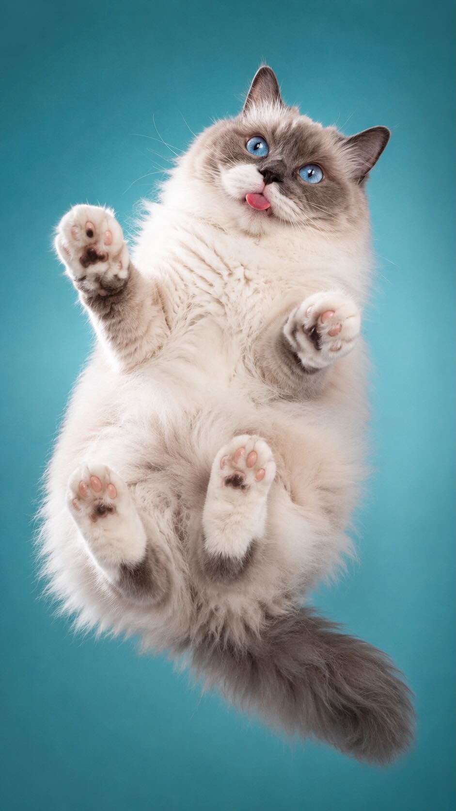 Playful Under-Glass Pet Portrait
