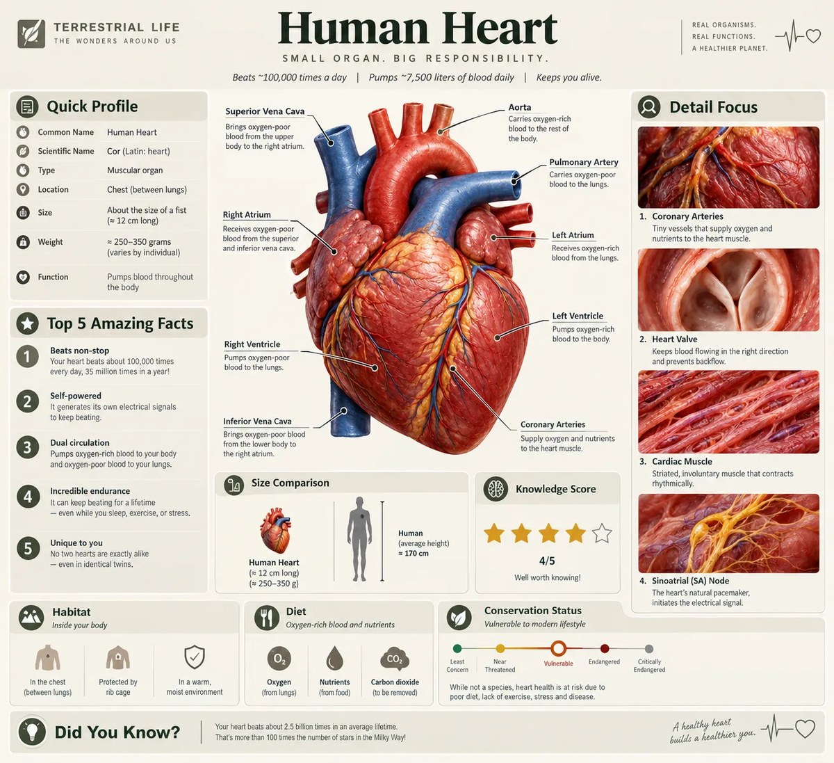 Scientific Educational Infographic output 1