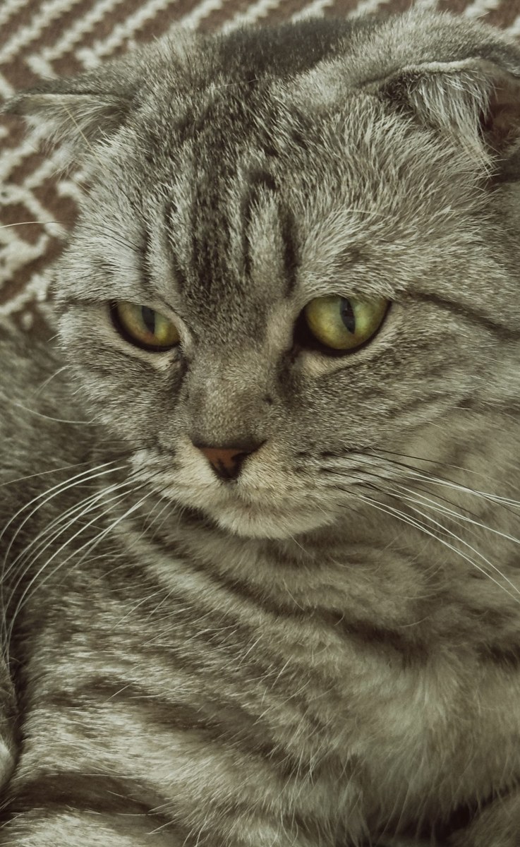 Funny Ultra-Wide Pet Selfie output 3