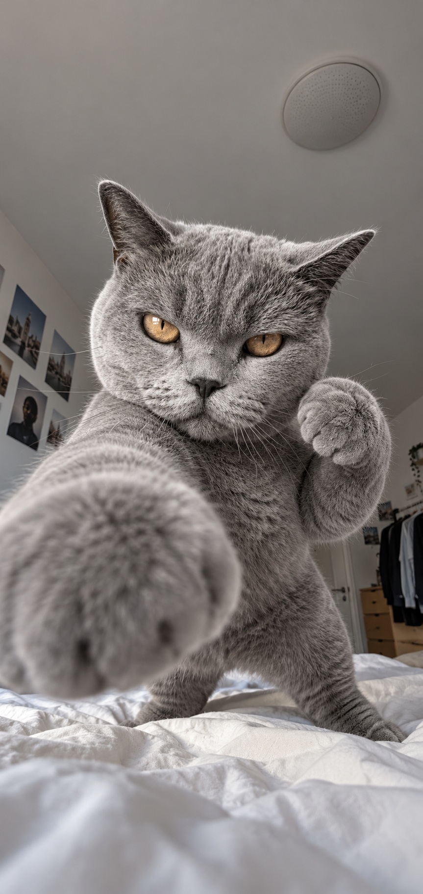 Photorealistic Boxing Cat Smartphone Wallpaper output 2