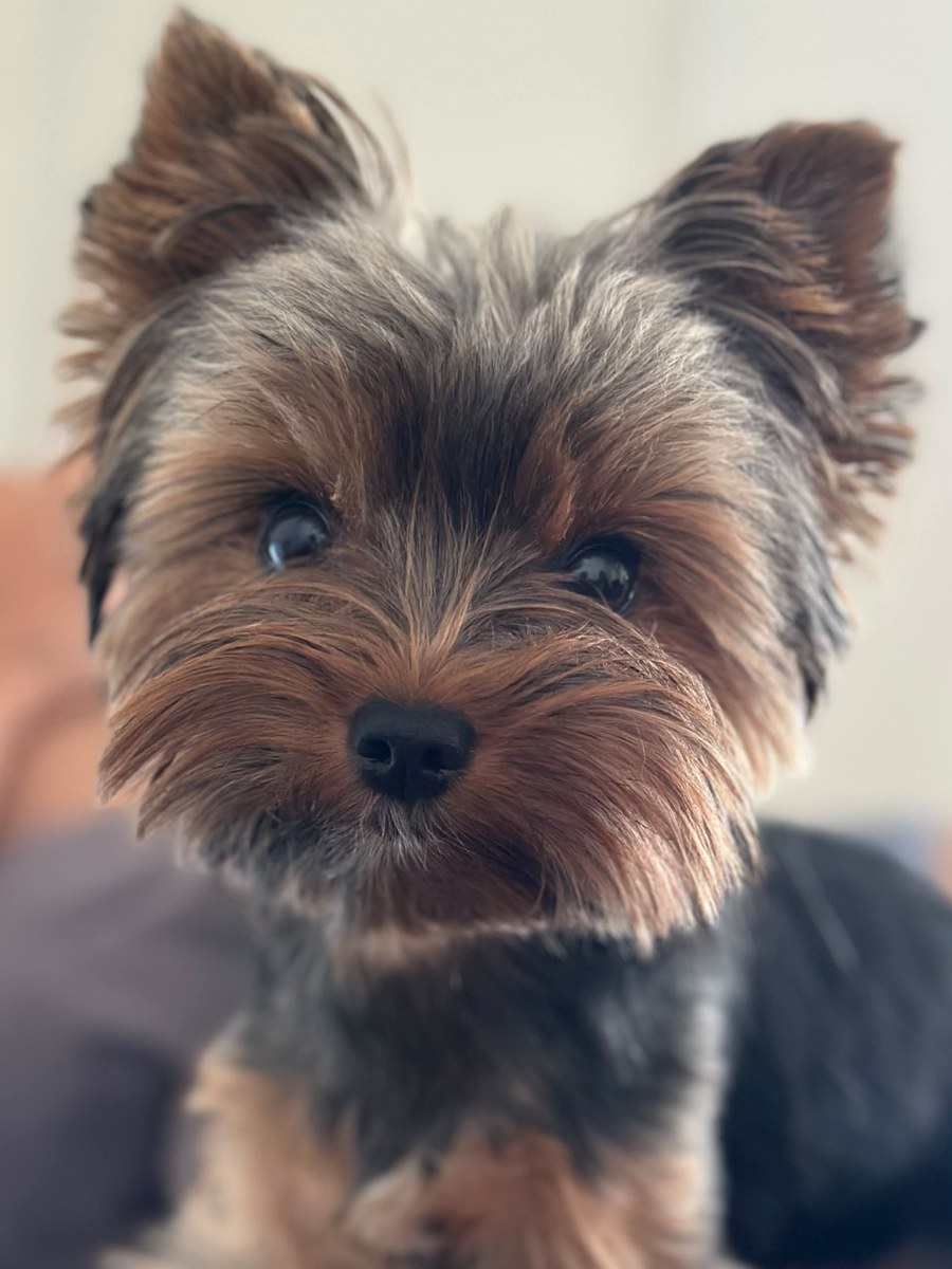 Funny Ultra-Wide Pet Selfie output 1