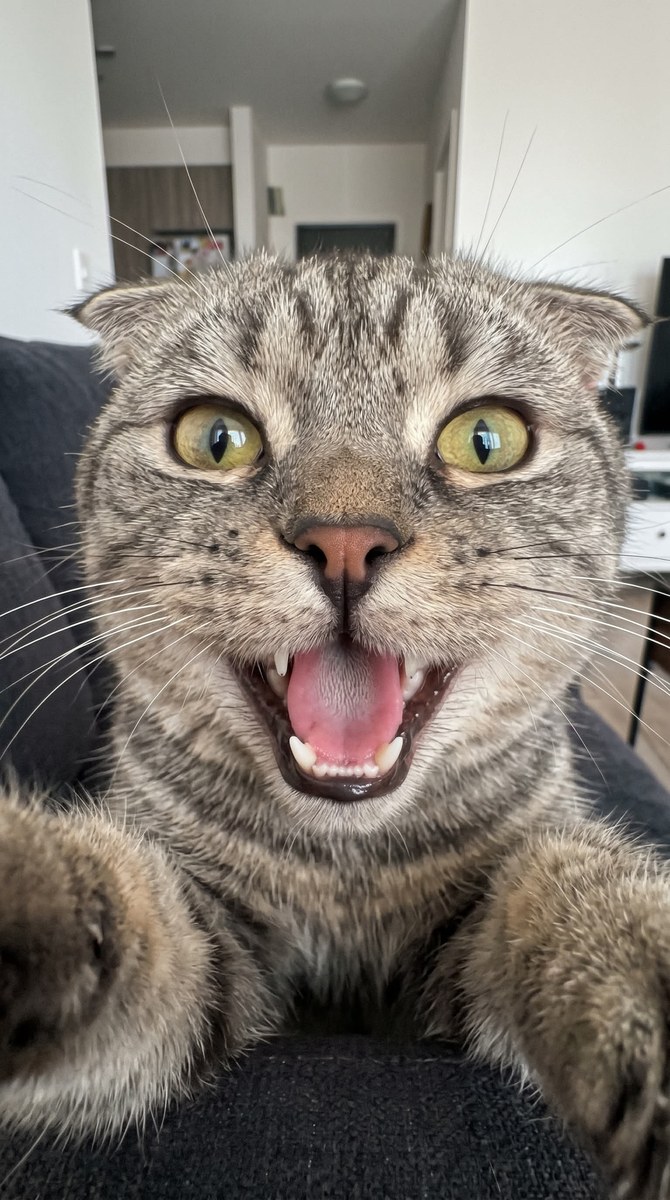 Funny Ultra-Wide Pet Selfie output 4