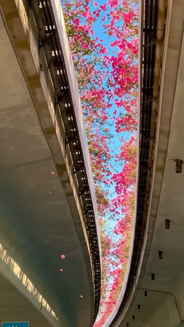 Cinematic Houzhu Bridge Bougainvillea Video