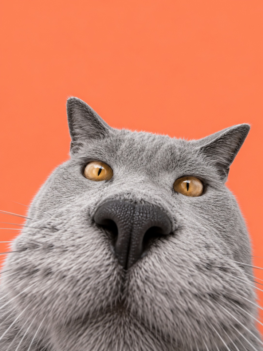 Wide-Angle Cat Portrait output 1