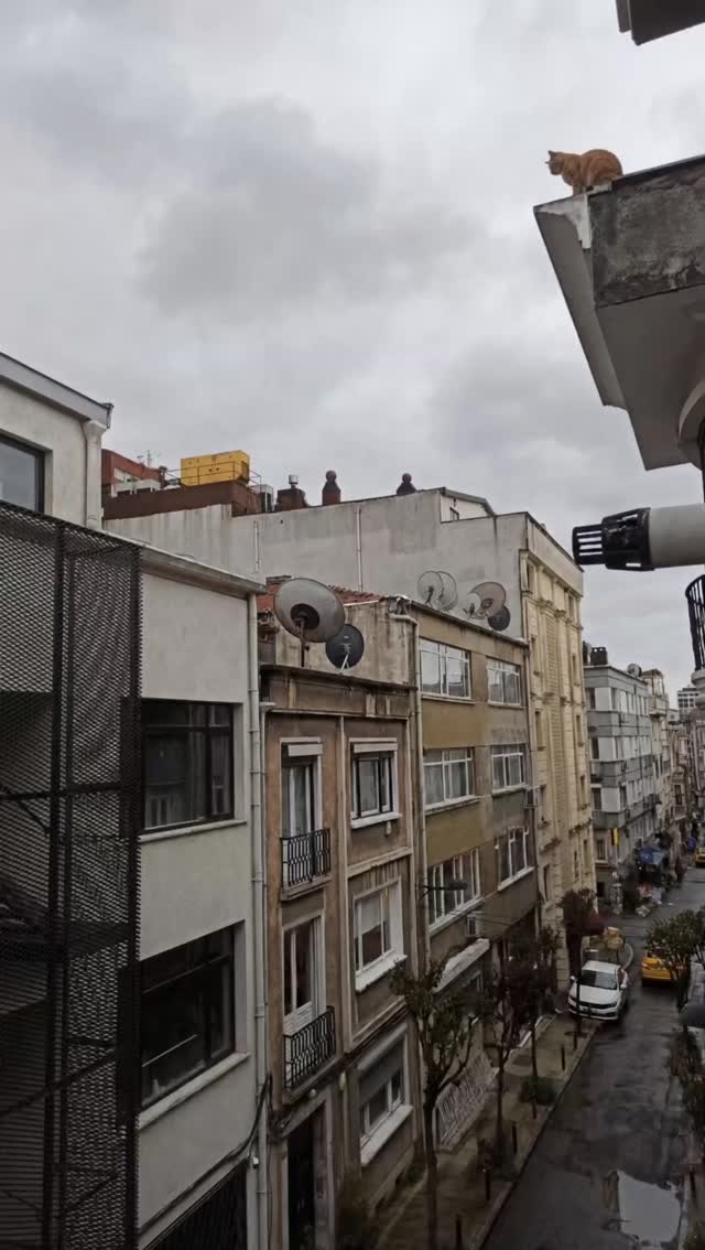 Create a Rooftop Cat Jump Video from Keyframes