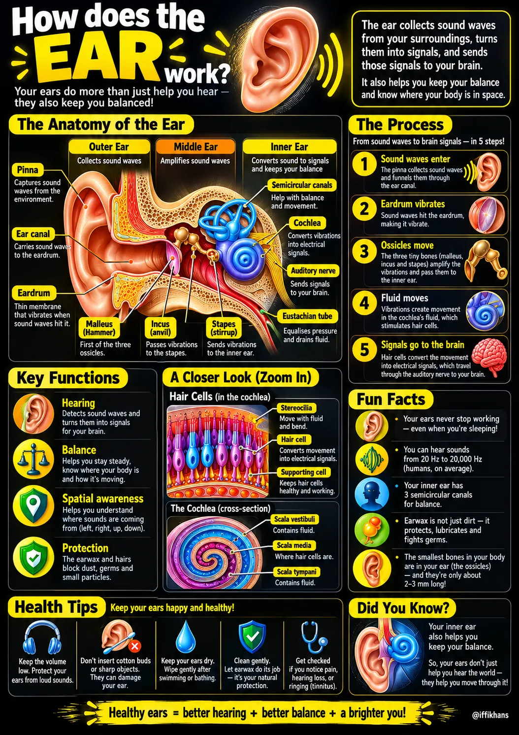 Create a Kid-Friendly Anatomy Infographic