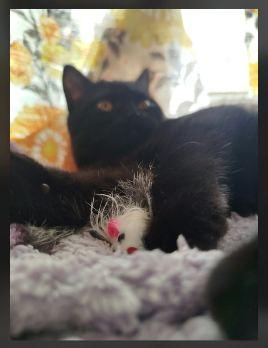 Dark-Fantasy Cat Portrait Transformation output 1