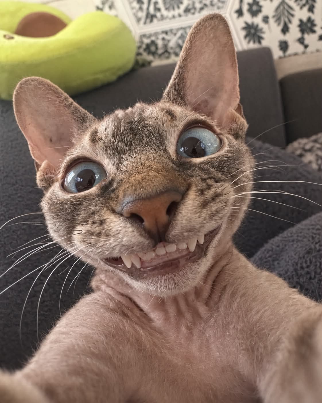 Funny Wide-Angle Pet Selfie output 2