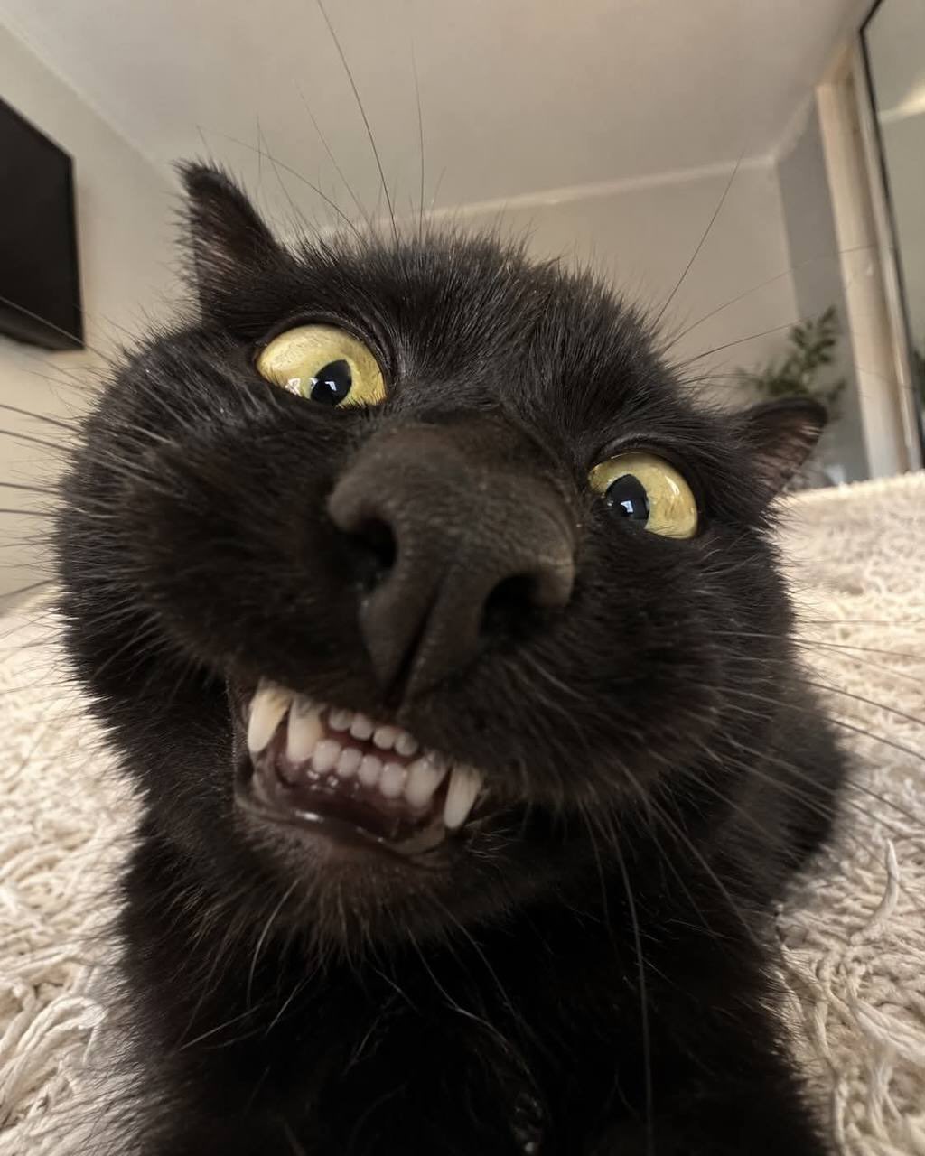 Comical Ultrawide Pet Selfie output 1